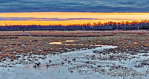 Geese In The Swale At Sunrise_P1230223-5.jpg - Canada Geese (Branta canadensis) photographed at Smiths Falls, Ontario, Canada.